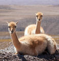Vicuña :D